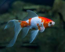 Pin On Water Garden Fish