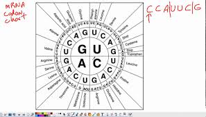 28 Codons Triplets Mrna Codon And Dna Sequence Chart