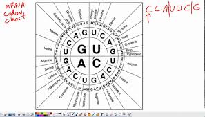 28 codons triplets mrna codon and dna sequence chart