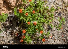 Image result for Lysimachia arvensis