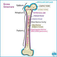 Bone Anatomy Skeleton Humananatomy Grossanatomy Anatomyandphysiology H Basic Anatomy And Physiology Human Anatomy And Physiology Nursing School Survival