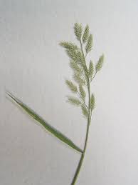 Image result for Eragrostis tenuifolia