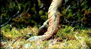 Nature Biodiversity Wild Europe Genesis By Bbc 49 Min