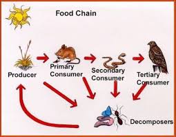 An understanding on the concept of food ch. Food Chain Numnedz Blog