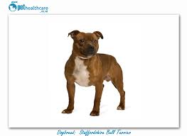 Is the #staffordshirebullterrier dog breed the right one for you? Top Dog Breeds In South Africa Staffordshire Bull Terrier Pet Health Caretop Dogbreeds In South Africa Staffordshire Bull Terrier
