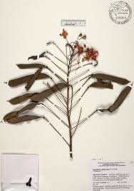 Caesalpinia pulcherrima and over 1000 other quality seeds for sale. Seinet Portal Network Detailed Collection Record Information