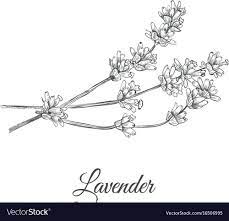 Lavender Lavandula Latifolia Cineolifera Sketch Vector Illustration Lavender Hand Drawing Sketch For Design Download Lavender Herbs Image How To Draw Hands