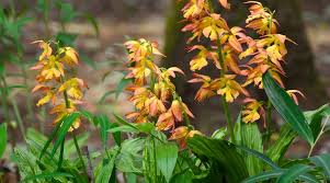 Image result for Calanthe