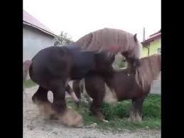 Seekor anjing diperkosa & dibunuh oleh. Kuda Kawin Sesi 3 Youtube