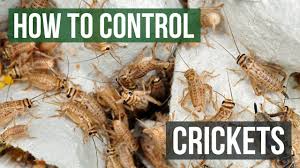 This especially true with house crickets, since some pest control products work. How To Control Crickets By Solutions Pest Control Youtube