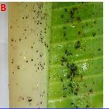 See full list on cabi.org Banana Aphid Pentalonia Nigronervosa A Aphids Colony S Nymph Download Scientific Diagram