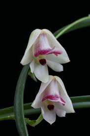 Image result for Polystachya vulcanica