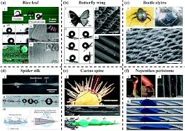 Cactus & crude, presented by apache date: Micro Nanostructures Meet Anisotropic Wetting From Preparation Methods To Applications Materials Horizons Rsc Publishing Doi 10 1039 D0mh00768d