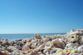 Collect beach glass at top spots like sanibel island southern beach and bowman's beach. Shells Picture Of Sanibel Island Southwest Gulf Coast Tripadvisor