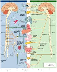 Sympathetic Vs Parasympathetic Human Anatomy Physiology