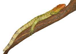 Maybe you would like to learn more about one of these? Caiman Lizard For Sale Reptiles For Sale