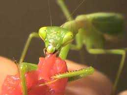 Praying mantis are still quite an unusual pet, so you shouldn't be surprised to hear that you local pet store is unlikely to sell specialist praying mantis cages. Pet Praying Mantis Eating Fillet Steak Youtube