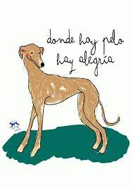 Onde Ha Pelo Ha Alegria Whippet Galgo Mama De Perro Amantes De Perros Perros Frases