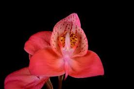 Image result for Disa robusta