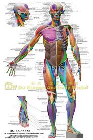 Human Anatomical Chart Muscular System Anatomy Ecorche Wall