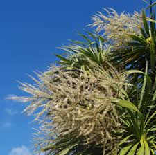 A cabbage tree generally will grow from 60 to 70 feet tall. Cabbage Tree Tangihua Northland