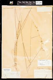 Image result for Sorghastrum pogonostachyum