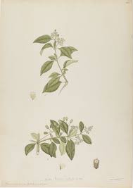 Image result for Pisonia aculeata