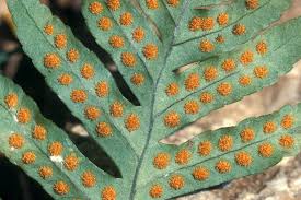 Image result for Polypodiaceae