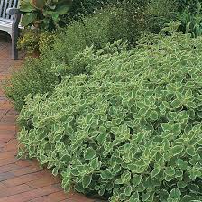 Image result for Plectranthus alboviolaceus
