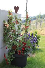 Wichtig ist in erster linie, dass. Pflanzzeit Johannisbeeren Wann Ist Der Beste Zeitpunkt