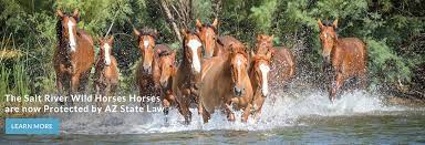 Salt River Wild Horse Management Group Srwhmg