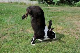 Are we deep in the storm ? Rabbits That Do Handstands Help To Find A Gene For Hopping Research Highlights