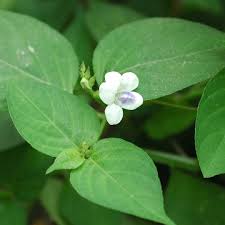 Image result for Asystasia