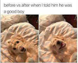 Cute Animals To Draw Step By Step Cute Animals But Deadly Funny Animals Cute Dogs Cute Animals