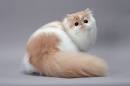 Persian Cat Breed Information, Pictures, Characteristics ...