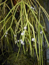 Image result for Rhipsalis baccifera