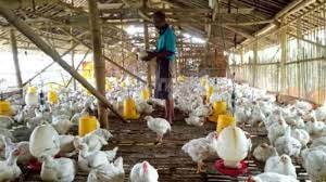 May 31, 2021 · peternak ayam bangkok ngampel papar kediri kediri, jawa timur : Dewan Minta Pemkab Kediri Pantau Peternak Ayam Dprdkedirikab Go Id