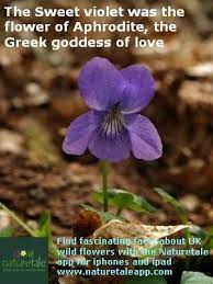 A Fascinating Fact About The Violet From The Naturetale App Iris Trees To Plant Cottage Garden Plants