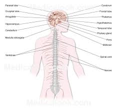Parts Of The Brain Nervous System Diagram Central Nervous System Nervous System