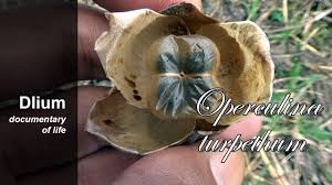 Image result for Operculina