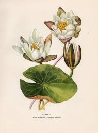 Vintage Botanical Wildflower Print White Water Lily Plate Etsy Botanical Drawings Botanical Flowers Print Botanical Art