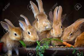 Rabbit And Small Rabbits Eat Carrots Stock Photo, Picture And Royalty Free  Image. Image 83521669.