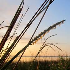 Image result for Harpachne