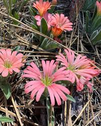 Image result for Silene abyssinica