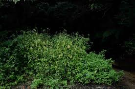 Image result for Hygrophila okavangensis