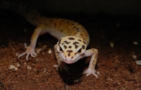 A talk through video of the daily routine of a leopard gecko. Leopard Gecko Behaviors And Their Reasons Care Guides For Pet Lizards
