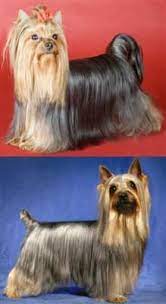 Check spelling or type a new query. Yorkshire Terrier Vs Silky Terrier