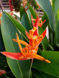 Karena bunga ini merupakan tumbuhan tropis, heliconia mudah tumbuh apabila langsung terkena sinar matahari. Bunga Heliconia Si Cantik Penyerap Polutan Udara