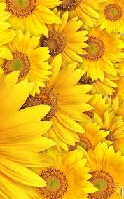 Flowers Roses Carnations Wedding Flowers Bouquets Wildflowers Christmas Decorations Mother S Day Gifts Me In 2020 Yellow Wallpaper Tumblr Yellow Flower Pictures