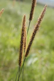 Image result for Setaria sphacelata